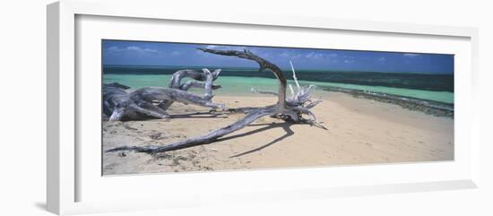 Driftwood on the Beach, Green Island, Great Barrier Reef, Queensland, Australia-null-Framed Photographic Print