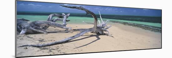 Driftwood on the Beach, Green Island, Great Barrier Reef, Queensland, Australia-null-Mounted Photographic Print