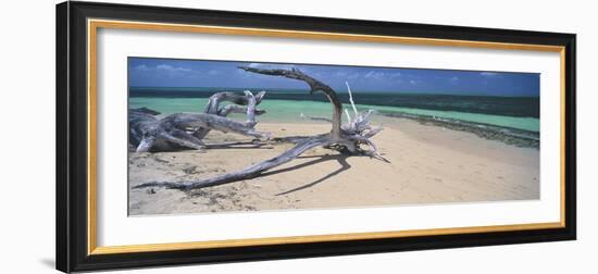 Driftwood on the Beach, Green Island, Great Barrier Reef, Queensland, Australia-null-Framed Photographic Print