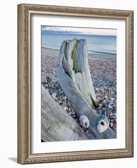 Driftwood on the shell-covered Long Beach in Stratford, Connecticut, USA-Jerry & Marcy Monkman-Framed Photographic Print