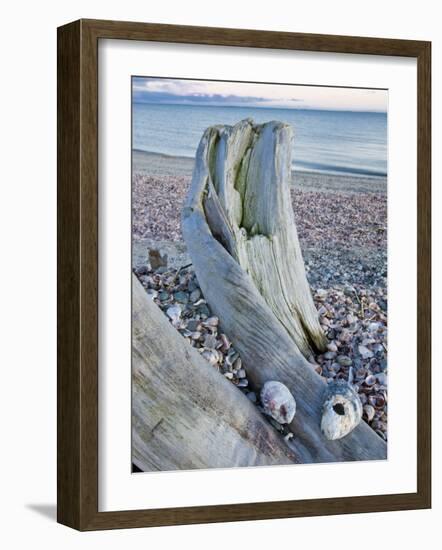 Driftwood on the shell-covered Long Beach in Stratford, Connecticut, USA-Jerry & Marcy Monkman-Framed Photographic Print