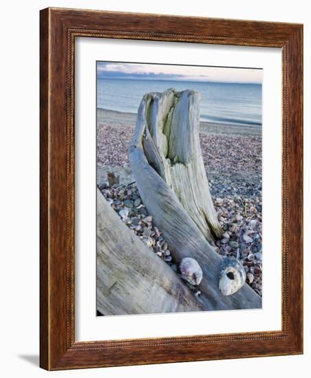 Driftwood on the shell-covered Long Beach in Stratford, Connecticut, USA-Jerry & Marcy Monkman-Framed Photographic Print