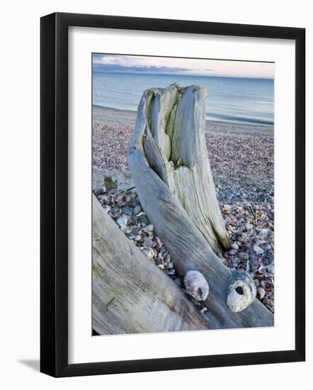 Driftwood on the shell-covered Long Beach in Stratford, Connecticut, USA-Jerry & Marcy Monkman-Framed Photographic Print