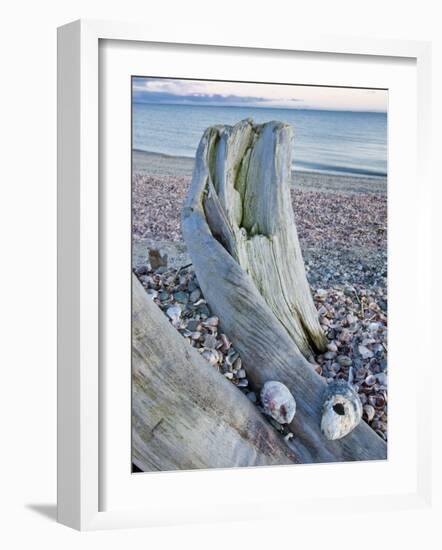 Driftwood on the shell-covered Long Beach in Stratford, Connecticut, USA-Jerry & Marcy Monkman-Framed Photographic Print