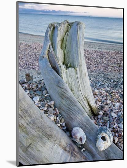 Driftwood on the shell-covered Long Beach in Stratford, Connecticut, USA-Jerry & Marcy Monkman-Mounted Photographic Print