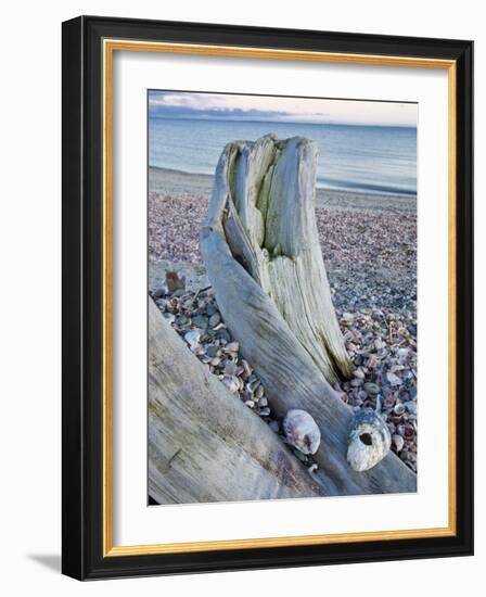 Driftwood on the shell-covered Long Beach in Stratford, Connecticut, USA-Jerry & Marcy Monkman-Framed Photographic Print