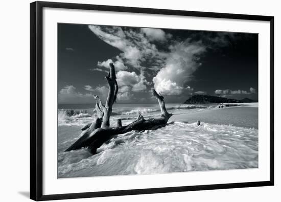 Driftwood Shore-Mike Toy-Framed Giclee Print