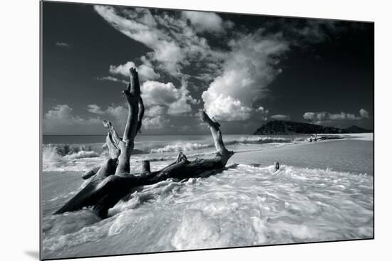 Driftwood Shore-Mike Toy-Mounted Giclee Print