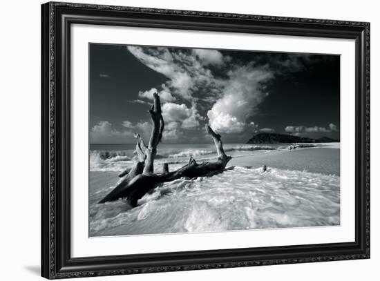 Driftwood Shore-Mike Toy-Framed Giclee Print