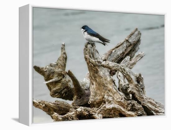 Driftwood Song-Jai Johnson-Framed Premier Image Canvas