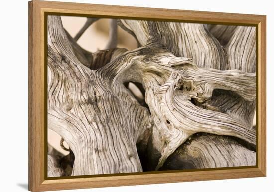 Driftwood-Matthew Oldfield-Framed Premier Image Canvas