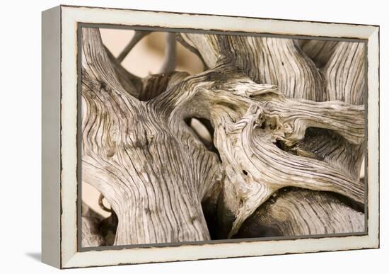 Driftwood-Matthew Oldfield-Framed Premier Image Canvas