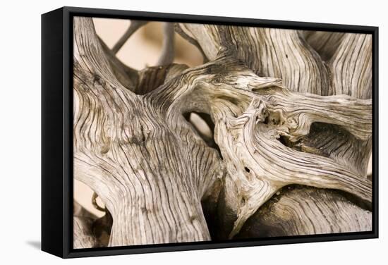 Driftwood-Matthew Oldfield-Framed Premier Image Canvas