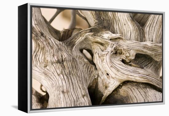 Driftwood-Matthew Oldfield-Framed Premier Image Canvas