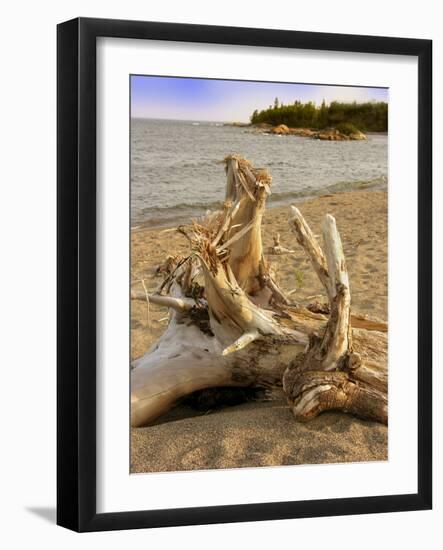 Driftwood-Tony Craddock-Framed Photographic Print