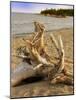 Driftwood-Tony Craddock-Mounted Photographic Print