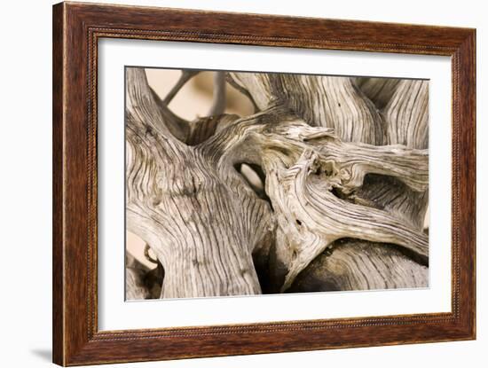 Driftwood-Matthew Oldfield-Framed Photographic Print
