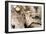 Driftwood-Matthew Oldfield-Framed Photographic Print