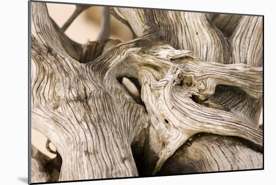 Driftwood-Matthew Oldfield-Mounted Photographic Print