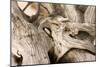 Driftwood-Matthew Oldfield-Mounted Photographic Print