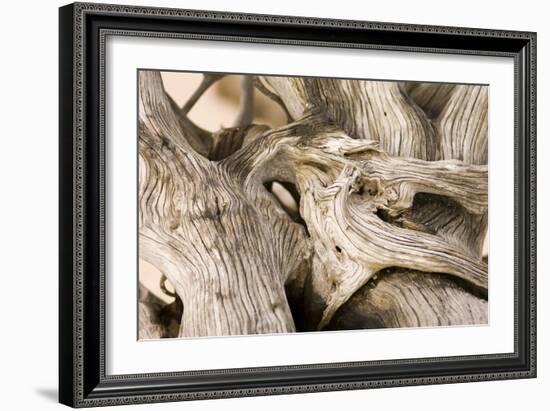 Driftwood-Matthew Oldfield-Framed Photographic Print