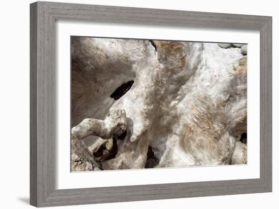 Driftwood-Peter Scoones-Framed Photographic Print