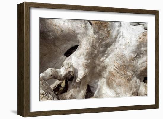 Driftwood-Peter Scoones-Framed Photographic Print