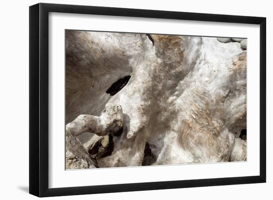 Driftwood-Peter Scoones-Framed Photographic Print