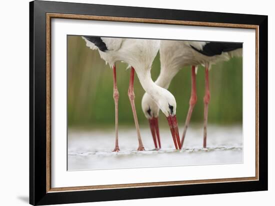 Drink Together-Staffan Widstrand-Framed Giclee Print