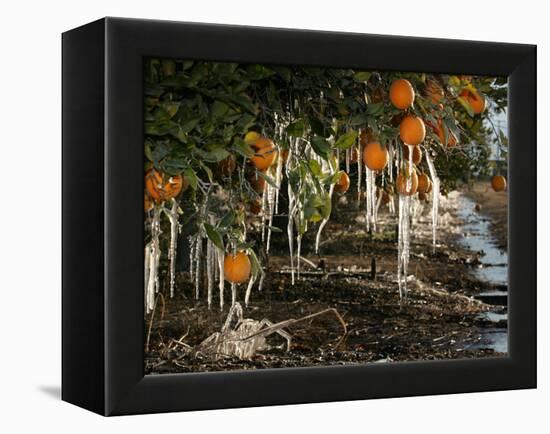 Drip Irrigation Creates Icicles and Forms an Insulation and Way of Protecting Oranges on the Trees-Gary Kazanjian-Framed Premier Image Canvas