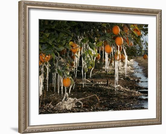 Drip Irrigation Creates Icicles and Forms an Insulation and Way of Protecting Oranges on the Trees-Gary Kazanjian-Framed Photographic Print