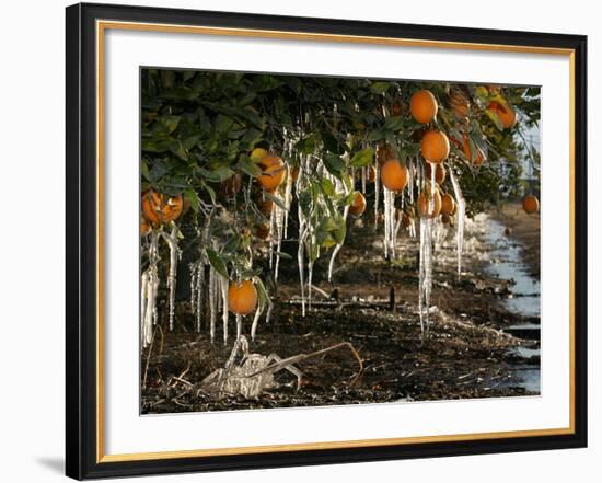 Drip Irrigation Creates Icicles and Forms an Insulation and Way of Protecting Oranges on the Trees-Gary Kazanjian-Framed Photographic Print