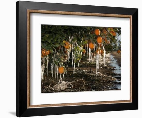 Drip Irrigation Creates Icicles and Forms an Insulation and Way of Protecting Oranges on the Trees-Gary Kazanjian-Framed Photographic Print