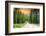 Drive through Pine Woods in Montana-SNEHITDESIGN-Framed Photographic Print