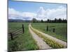 Driveway with Common Dandelion in Flower, Near Glacier National Park, Montana-James Hager-Mounted Photographic Print