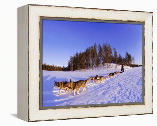 Driving a Dogsled with a Team of 8 Siberian Huskies, Karelia, Finland, Europe-Louise Murray-Framed Premier Image Canvas