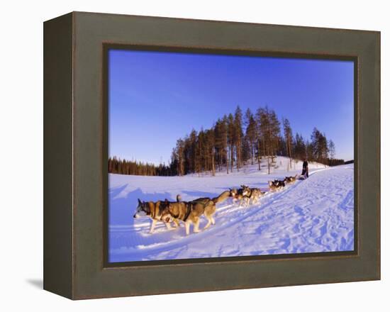 Driving a Dogsled with a Team of 8 Siberian Huskies, Karelia, Finland, Europe-Louise Murray-Framed Premier Image Canvas