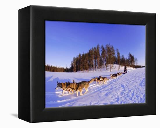 Driving a Dogsled with a Team of 8 Siberian Huskies, Karelia, Finland, Europe-Louise Murray-Framed Premier Image Canvas