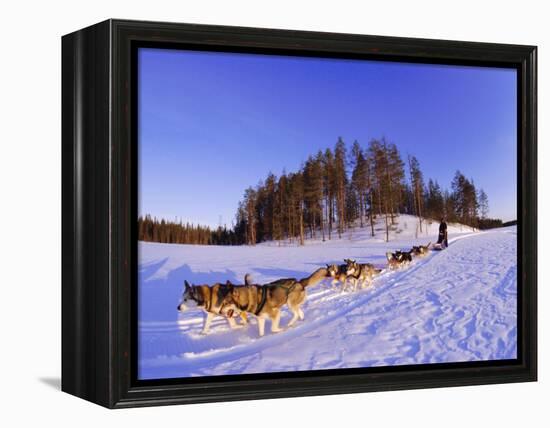 Driving a Dogsled with a Team of 8 Siberian Huskies, Karelia, Finland, Europe-Louise Murray-Framed Premier Image Canvas