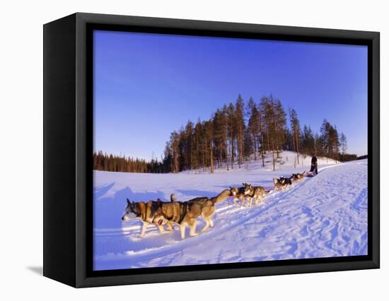 Driving a Dogsled with a Team of 8 Siberian Huskies, Karelia, Finland, Europe-Louise Murray-Framed Premier Image Canvas