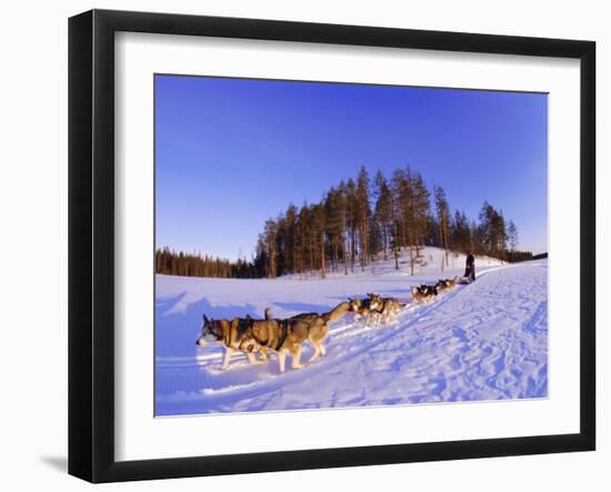 Driving a Dogsled with a Team of 8 Siberian Huskies, Karelia, Finland, Europe-Louise Murray-Framed Photographic Print