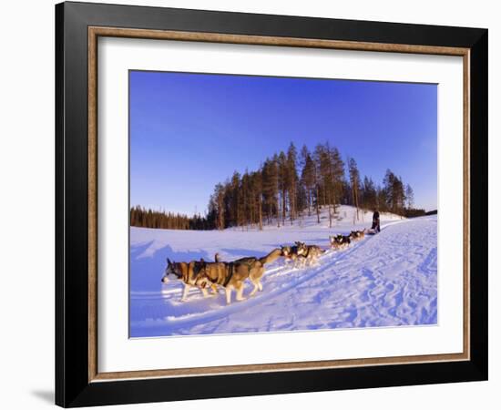 Driving a Dogsled with a Team of 8 Siberian Huskies, Karelia, Finland, Europe-Louise Murray-Framed Photographic Print