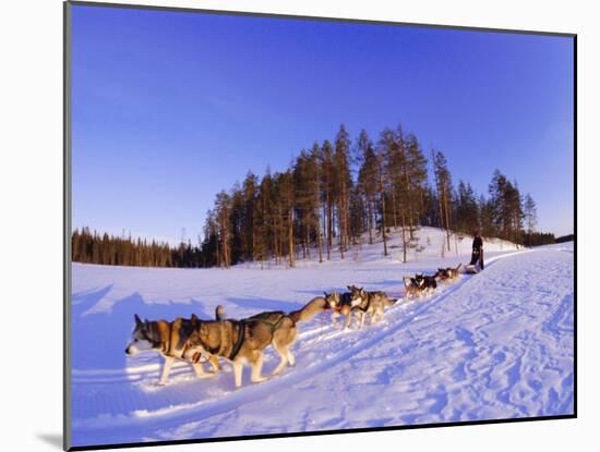 Driving a Dogsled with a Team of 8 Siberian Huskies, Karelia, Finland, Europe-Louise Murray-Mounted Photographic Print