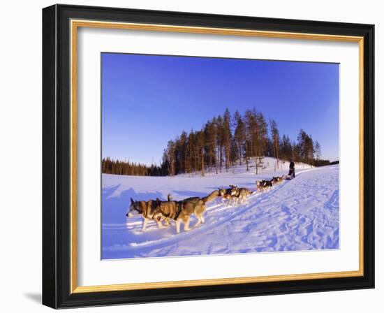 Driving a Dogsled with a Team of 8 Siberian Huskies, Karelia, Finland, Europe-Louise Murray-Framed Photographic Print