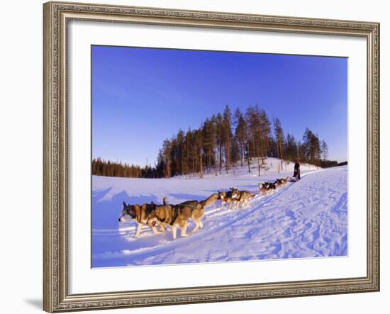 Driving a Dogsled with a Team of 8 Siberian Huskies, Karelia, Finland, Europe-Louise Murray-Framed Photographic Print