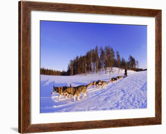 Driving a Dogsled with a Team of 8 Siberian Huskies, Karelia, Finland, Europe-Louise Murray-Framed Photographic Print