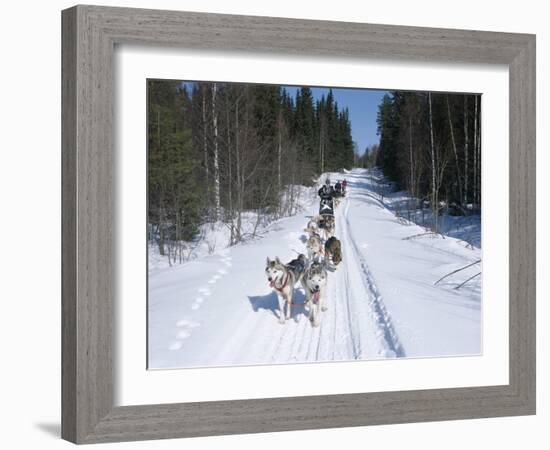 Driving Siberian Huskies, Karelia, Finland, Scandinavia, Europe-Louise Murray-Framed Photographic Print