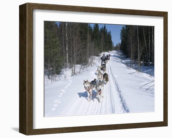 Driving Siberian Huskies, Karelia, Finland, Scandinavia, Europe-Louise Murray-Framed Photographic Print