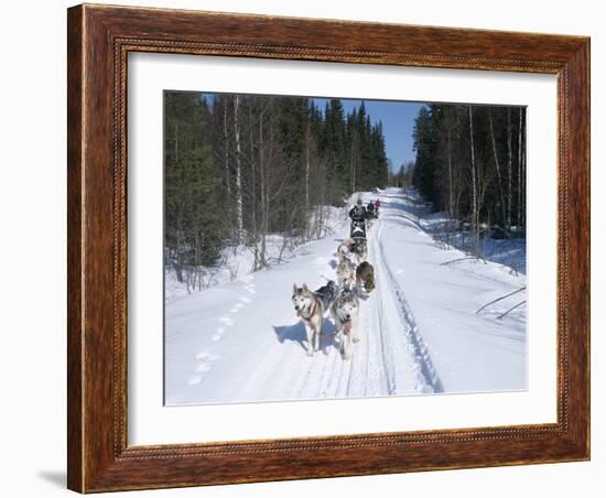 Driving Siberian Huskies, Karelia, Finland, Scandinavia, Europe-Louise Murray-Framed Photographic Print