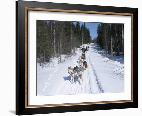 Driving Siberian Huskies, Karelia, Finland, Scandinavia, Europe-Louise Murray-Framed Photographic Print